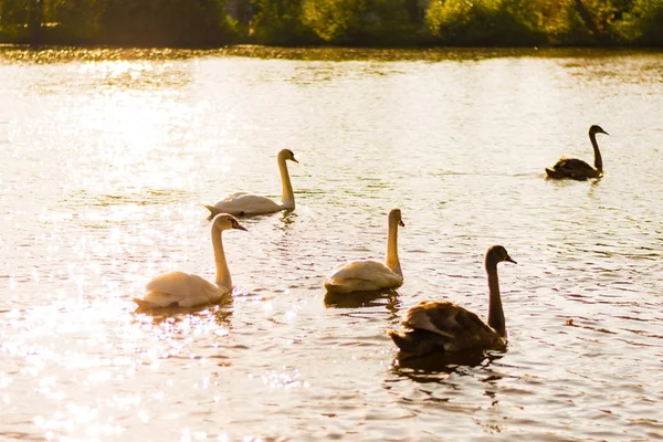 Um grupo de cisnes selvagens nadando juntos — Fotografia de Stock