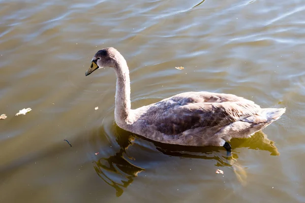 Hermoso cisne joven salvaje nadando en un lago — Foto de Stock