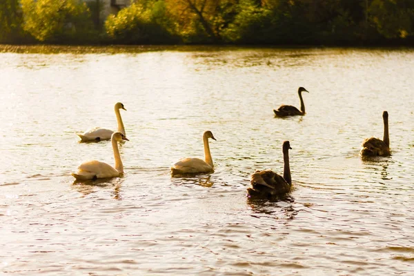Um grupo de cisnes selvagens nadando juntos — Fotografia de Stock