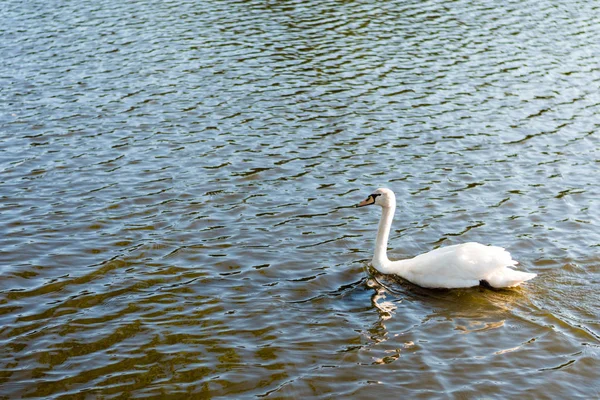 Beautiful wild swan swimming on a lake — Stock Photo, Image