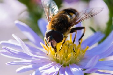 Bir çiçek üzerinde oturan küçük arı