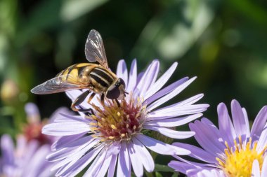 Bir çiçek üzerinde oturan küçük arı