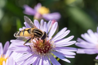 Bir çiçek üzerinde oturan küçük arı