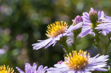 Güzel çayır mor çiçekler
