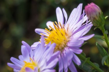 Güzel çayır mor çiçekler