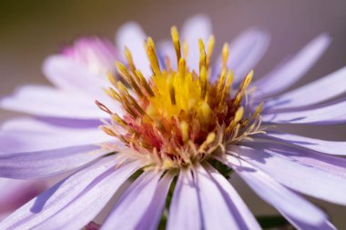 Güzel çayır mor çiçekler