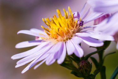 Güzel çayır mor çiçekler