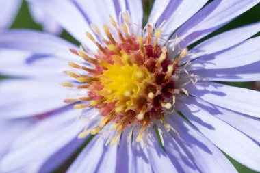 Güzel çayır mor çiçekler