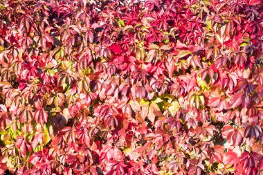 Çit büyüyen kırmızı ve kahverengi sonbahar yaprakları