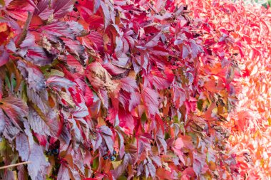 Çit büyüyen kırmızı ve kahverengi sonbahar yaprakları