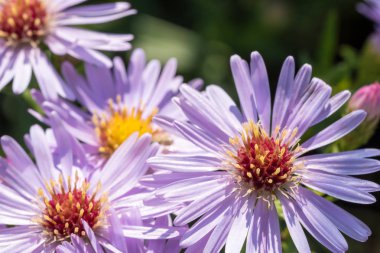 Güzel çayır mor çiçekler