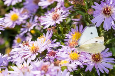Bir çiçek üzerinde oturan lahana kelebek