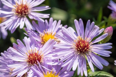 Güzel çayır mor çiçekler