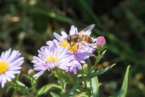 Bir çiçek üzerinde oturan küçük arı