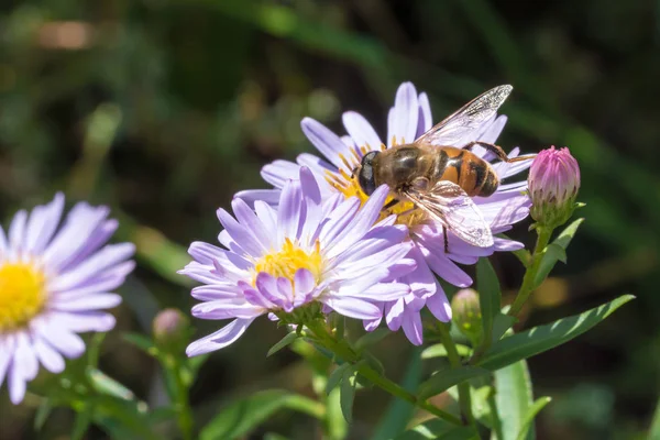 Bir çiçek üzerinde oturan küçük arı