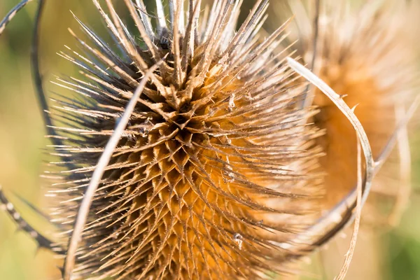 Bir alan üzerinde büyüyen kuru thistle