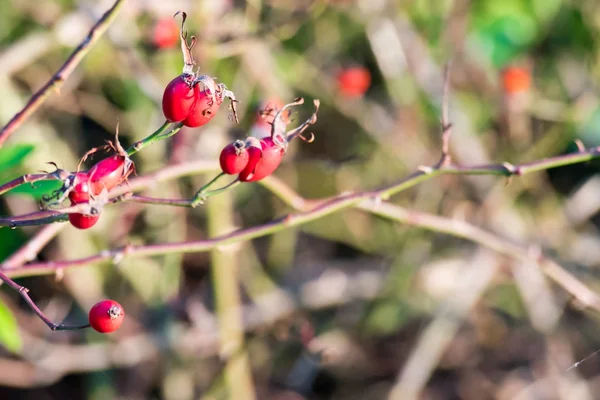 Détail de l'églantier roux sauvage à l'automne — Photo