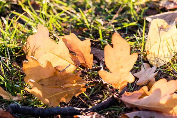 Yere meşe ağacının yaprak