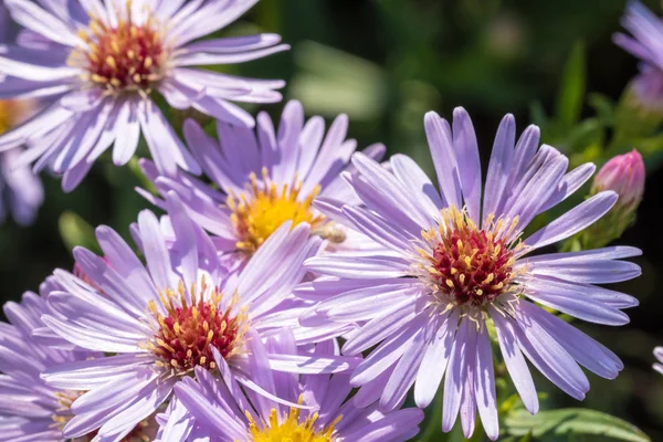 Güzel çayır mor çiçekler