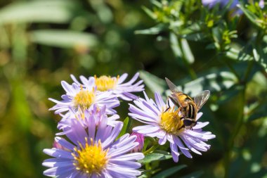 Bir çiçek üzerinde oturan bal arısı