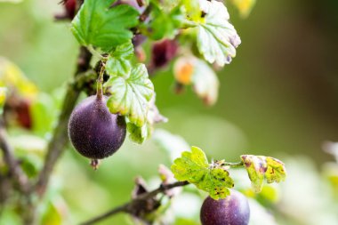 Tatlı ve taze Bektaşi üzümü bahçede büyüyen