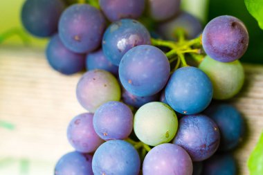 Taze ve olgun kırmızı şarap üzüm bahçede büyüyen demet. CLO