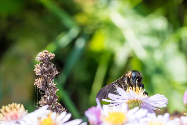 A abelha sentada em uma flor — Fotografia de Stock