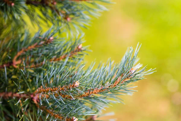 La branche de conifères d'argent — Photo