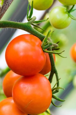 Serada domates yetiştiriyor.