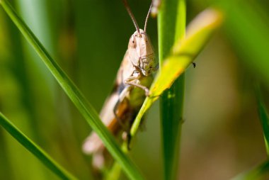 Büyük kahverengi çekirge makro çekim