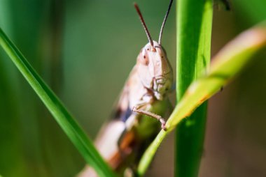 Büyük kahverengi çekirge makro çekim