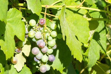 Bahçede büyüyen olgunlaşmamış kırmızı şarap Grup