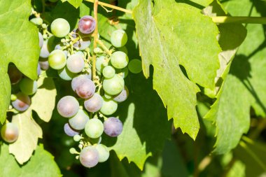 Bahçede büyüyen olgunlaşmamış kırmızı şarap Grup