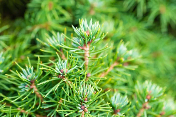 The branch of silver coniferous tree — Stock Photo, Image