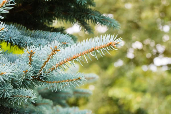 La branche de conifères d'argent — Photo