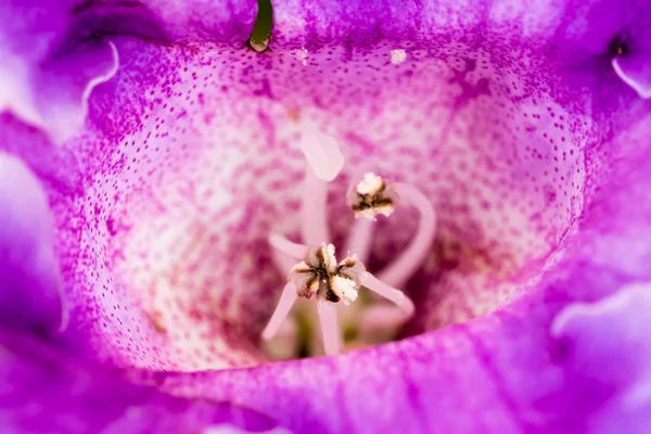 Detalle de pistilo de flor violeta —  Fotos de Stock