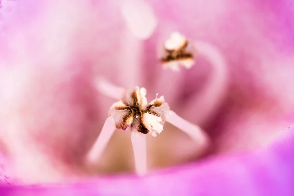 Detalle de pistilo de flor violeta —  Fotos de Stock