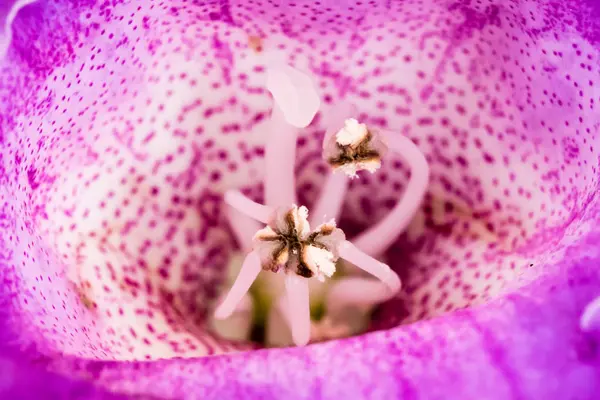 Detalle de pistilo de flor violeta —  Fotos de Stock