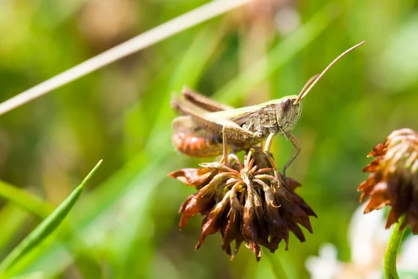 Macro tiro de gafanhoto marrom grande — Fotografia de Stock