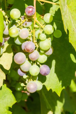 Bahçede büyüyen olgunlaşmamış kırmızı şarap Grup