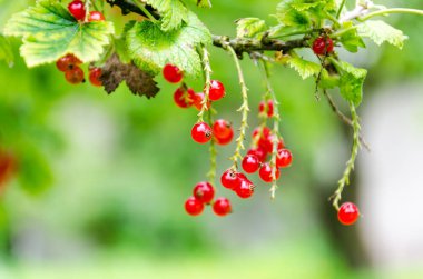 Taze olgun somun bush bahçede. Büyüyen, harv hazır