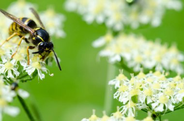 Sarı yaban arısı tırmanma ve bir nektar besleme