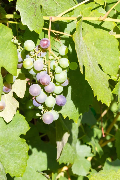Bahçede büyüyen olgunlaşmamış kırmızı şarap Grup