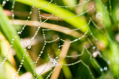 Örümcek ağı ile birçok su damlaları