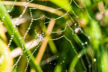 Örümcek ağı ile birçok su damlaları