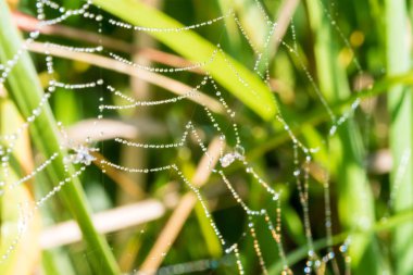 Örümcek ağı ile birçok su damlaları