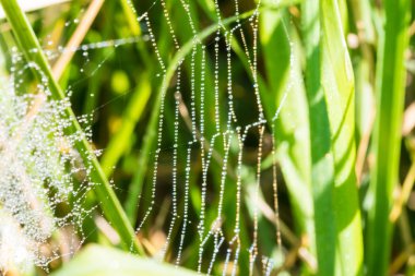 Örümcek ağı ile birçok su damlaları