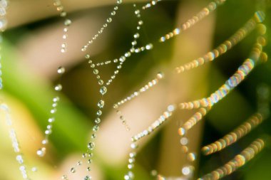 Örümcek ağı ile birçok su damlaları