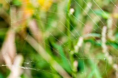 Örümcek ağı ile birçok su damlaları