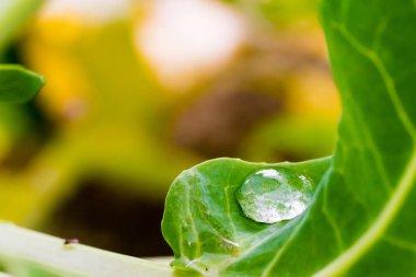 Büyük su damla yaprak yeşil